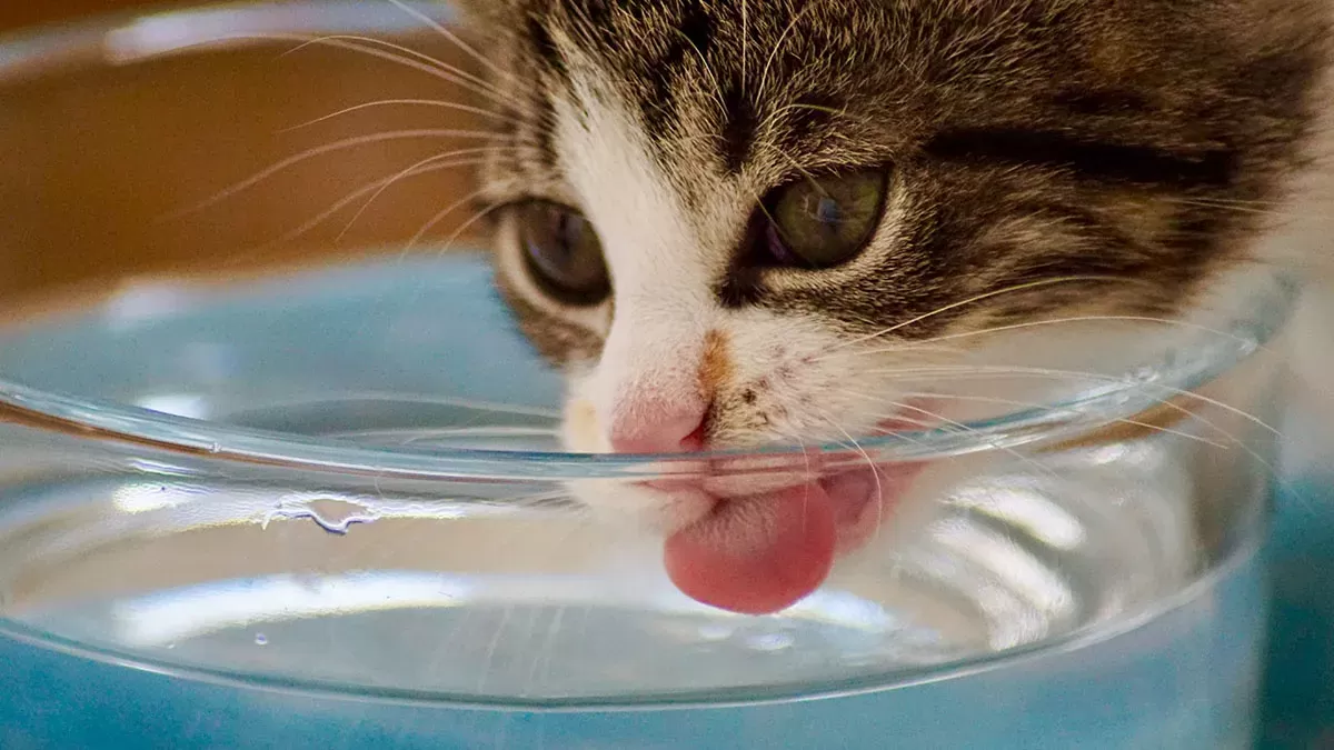 how to tell if a cat is dehydrated