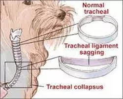 Tracheal Collapse