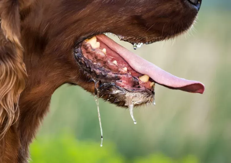 Home remedies for dog drooling hotsell