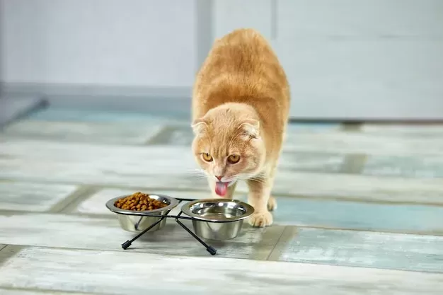 cat bowls