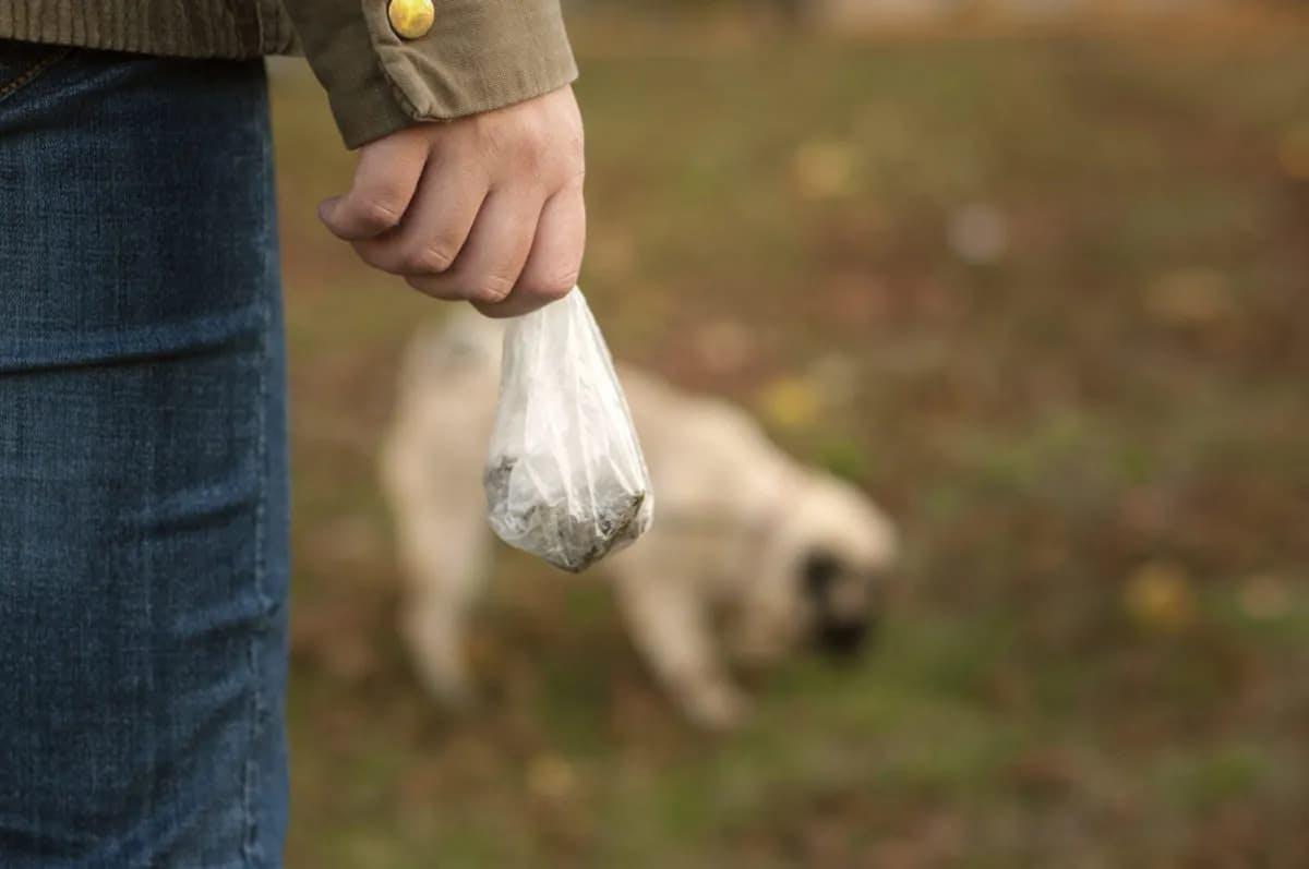 Why is my dog's poop white