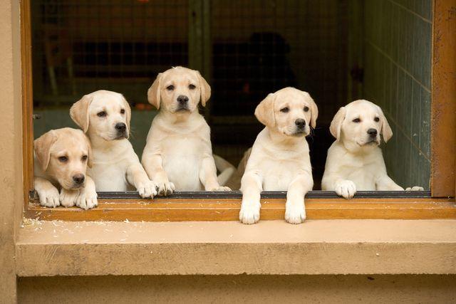 A bunch of puppies watching from the window.