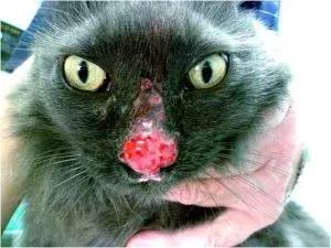 Feline Mosquito Allergy! - Western Suburbs Adelaide Vet