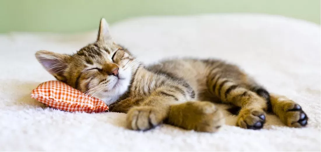 Where Should Your Cat Sleep?