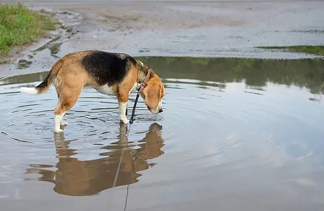 How Else Can I Prevent My Dog from Getting Leptospirosis