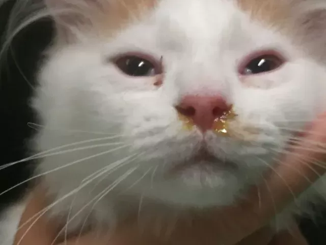 Cat Runny Nose