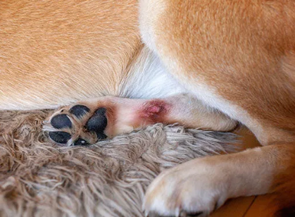 Pictures of dogs' skin with hotspot symptoms