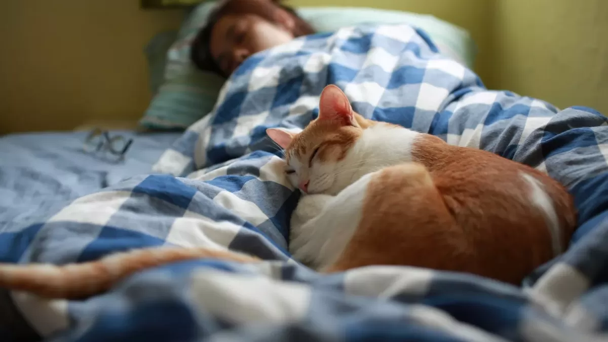 Por que os gatos gostam de dormir com seus donos?