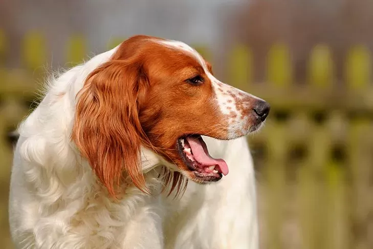 El perro suena congestionado