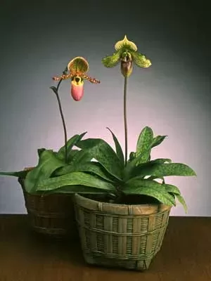 Paphiopedilum Orchids (Slipper Orchids)