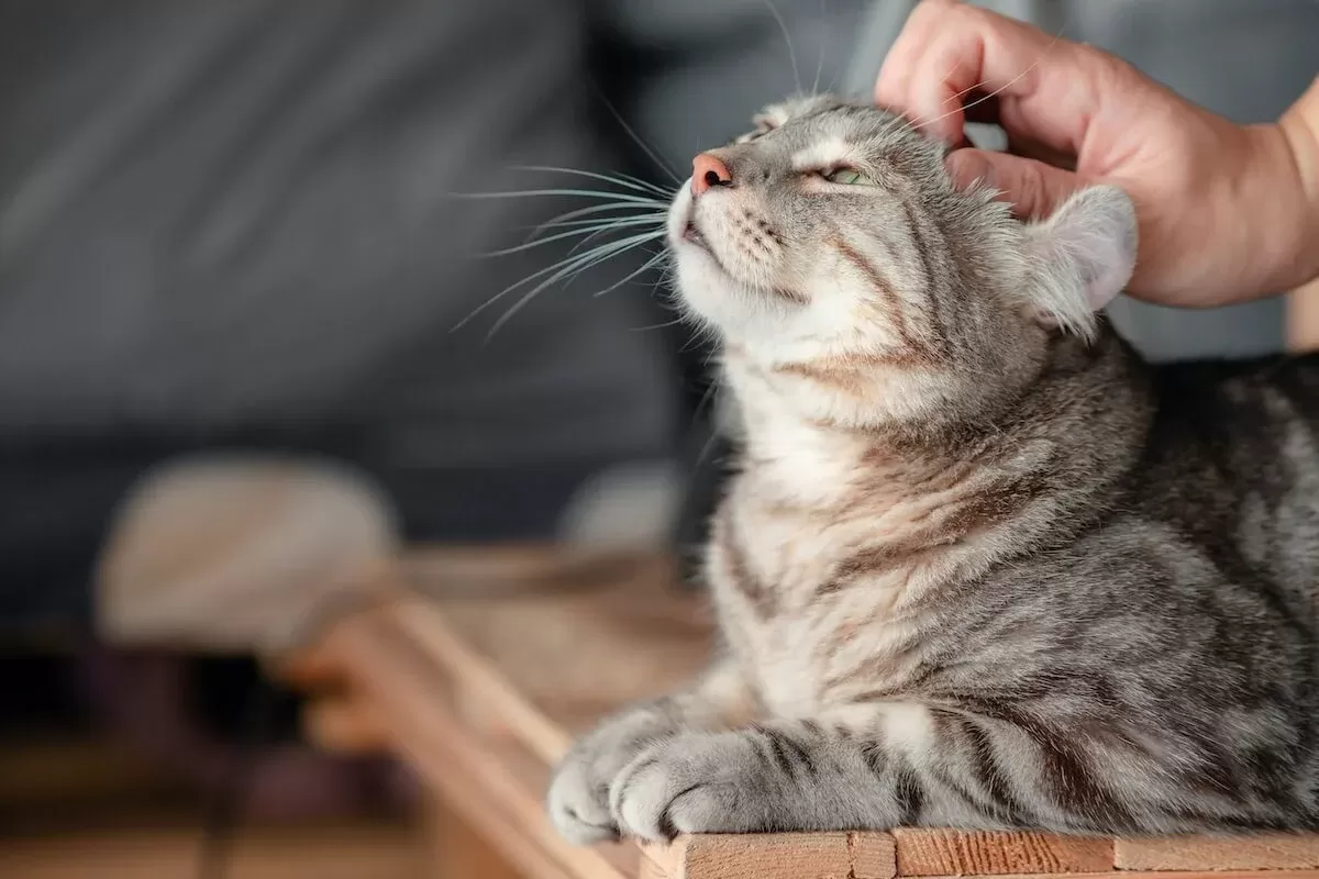 ¡Beneficios de un gato feliz! ¿Cuáles son los signos de un gatito tranquilo y contento?