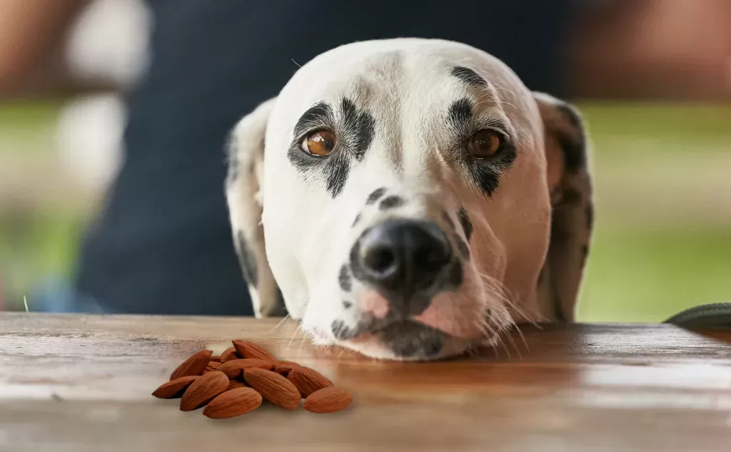 Are dogs allowed to eat almonds hotsell