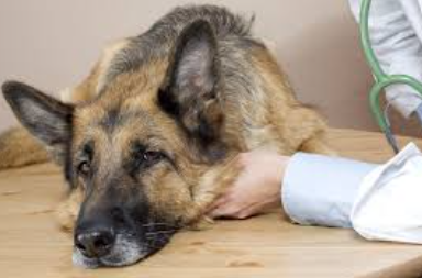 Congestive Heart Failure in Dogs