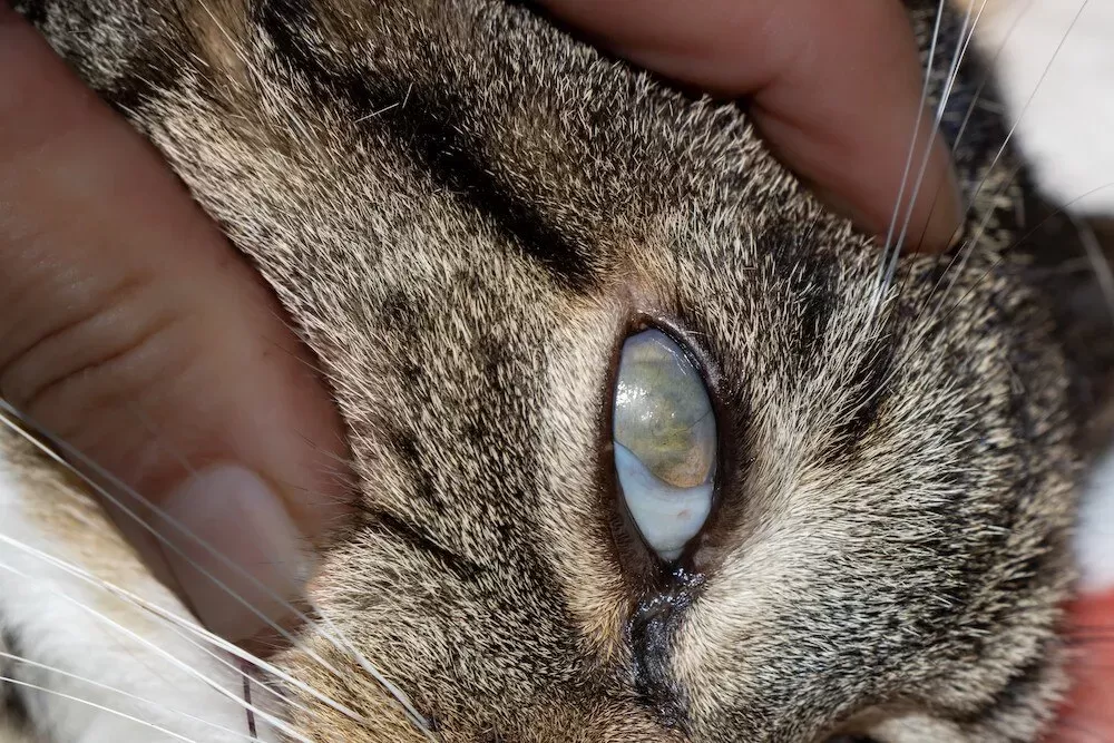 Cataracts in Cats