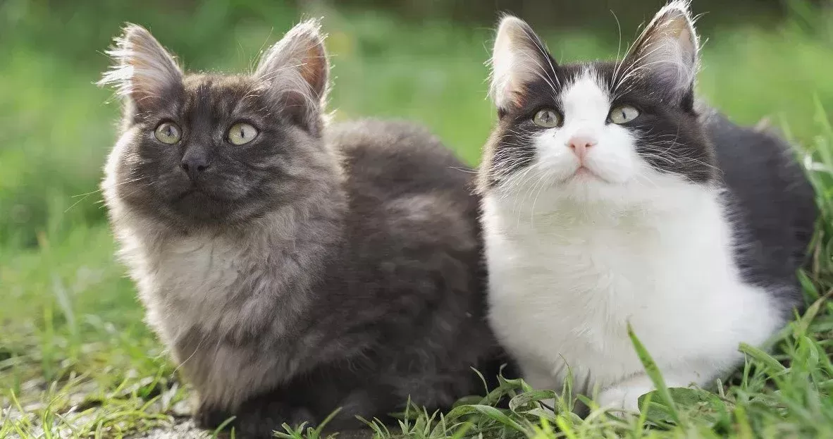 Long Hair vs Short Hair Cats A Comprehensive ComparisonPuainta®