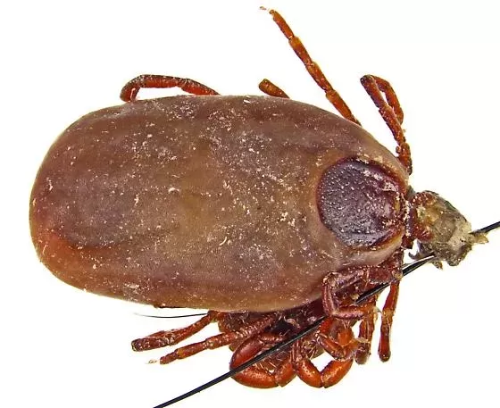 Brown Dog Tick