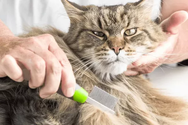 Do Maine Coon Cats Shed
