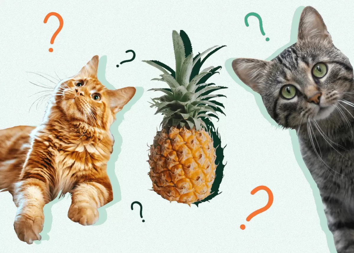 Can Cats Eat Pineapple?