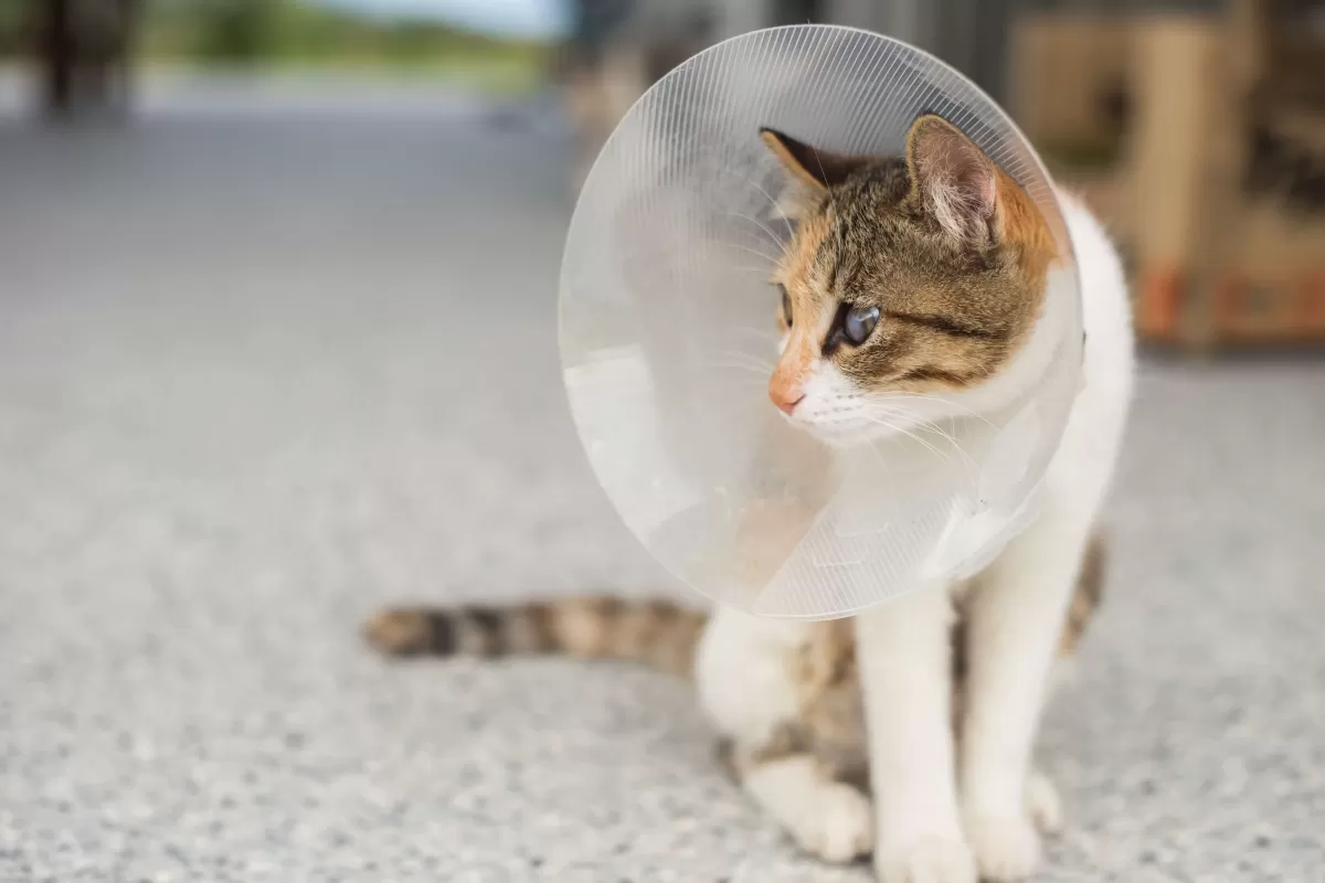 When is It Too Late to Spay a Cat: Essential Timelines