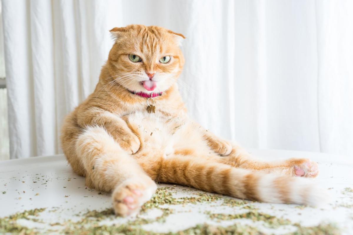 Let Photos Of Cats High On Catnip Be A Light In This Dark, Dark World