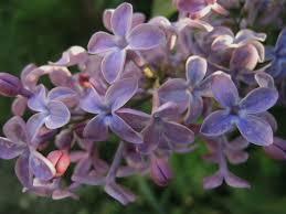 Are Lilacs Poisonous To Cats? 