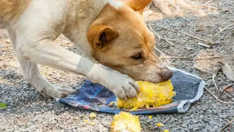 Is Corn Good for Dogs Puainta