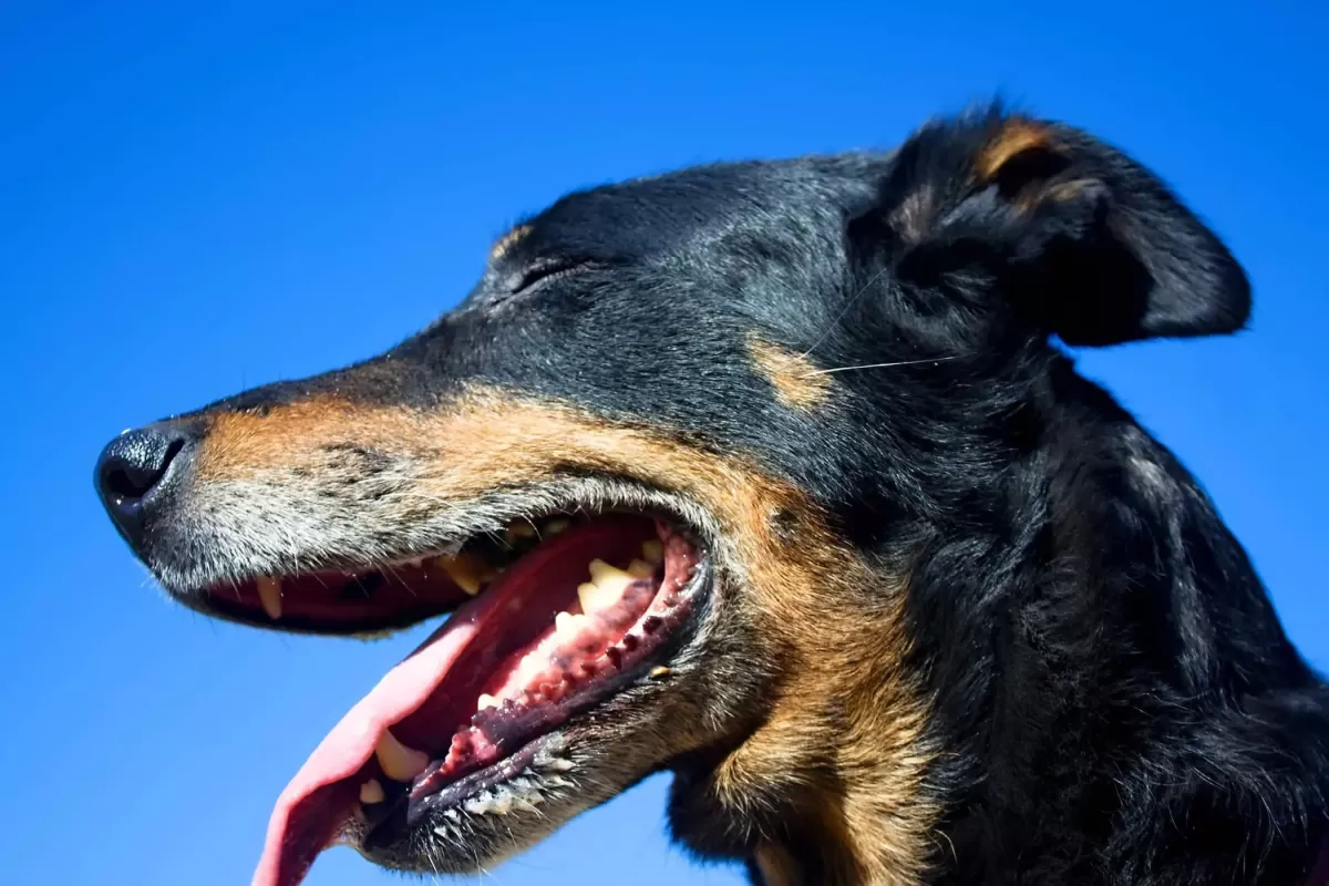 is bad breath in dogs a sign of illness