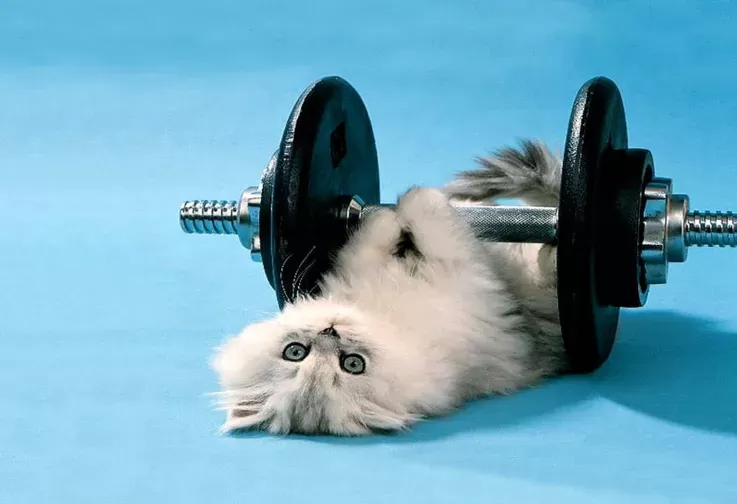 How Much Exercise Do Cats Need