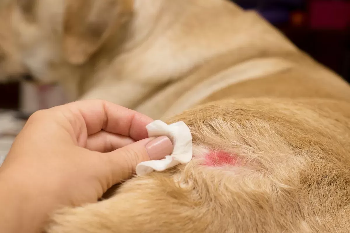 Allergic skin diseases in dogs