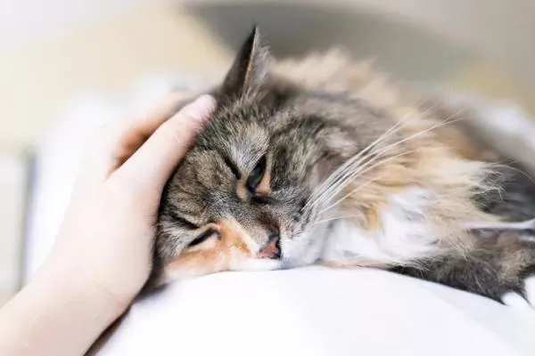 Rickets in Cats: Understanding the Silent Feline Disease