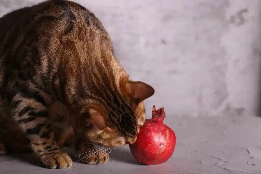 Can Cats Eat Pomegranates? 