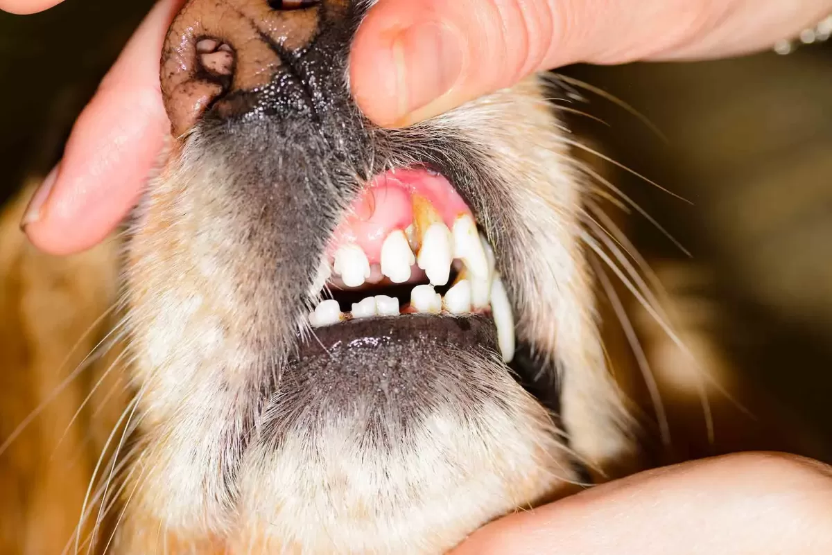 Dog Rotten Tooth Understanding, Prevention, and TreatmentPuainta®