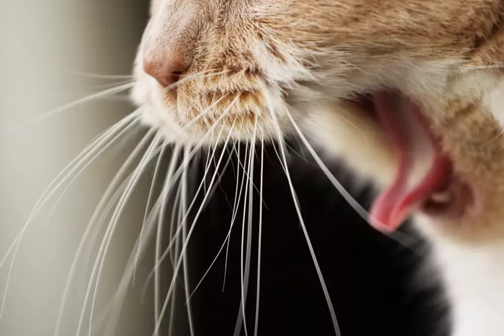 What You Need to Know About Cat Throwing Up Bile