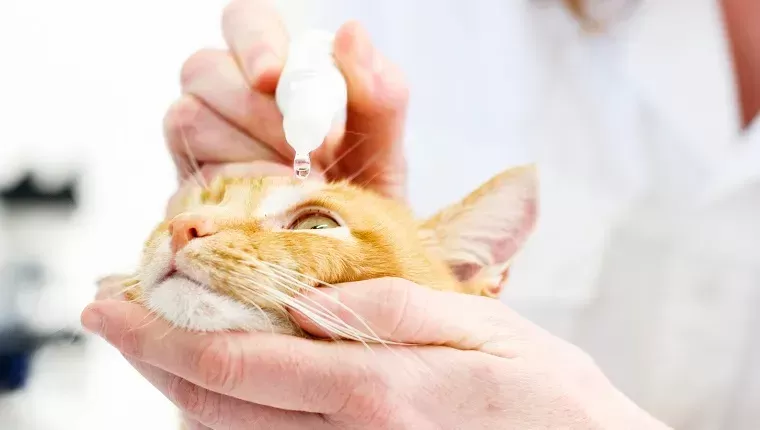 A Comprehensive Guide to Cat Eye Drops