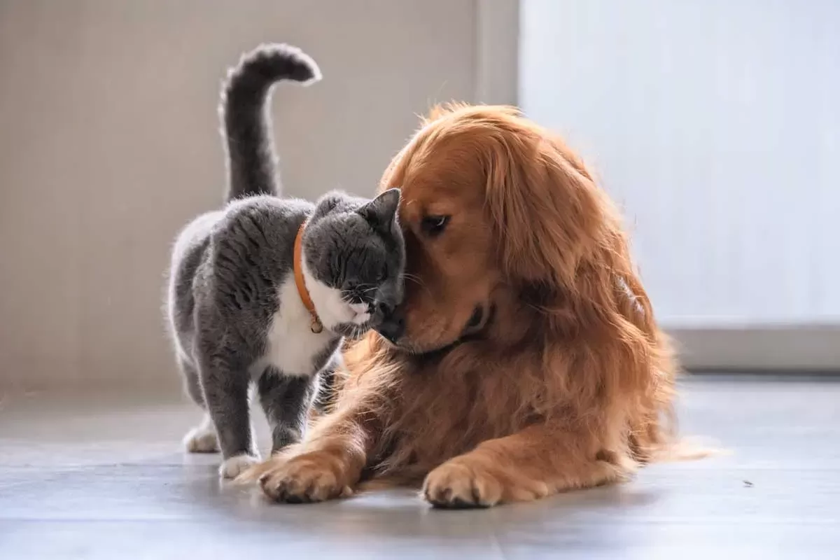 how to introduce a dog to a cat