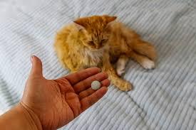 How to Motivate Your Cat into Taking Their Medicine