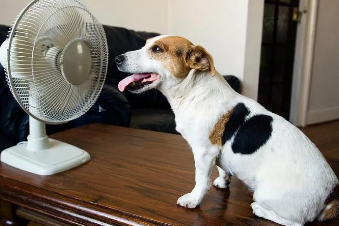 How to Keep Your Dog From Overheating