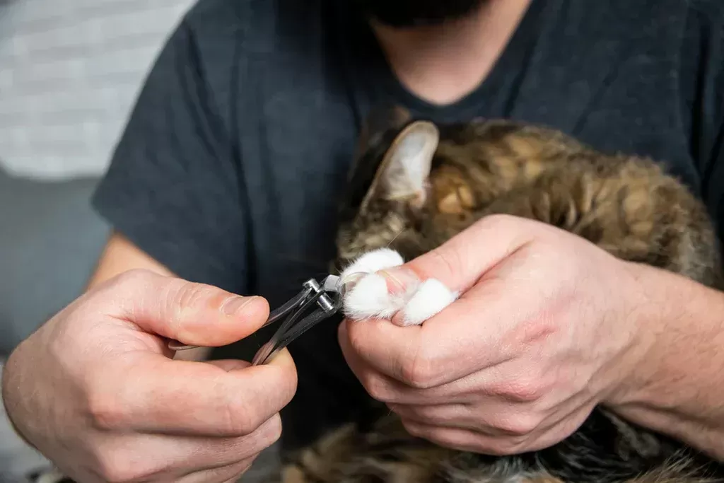 how to trim a cat's nails that won't let you