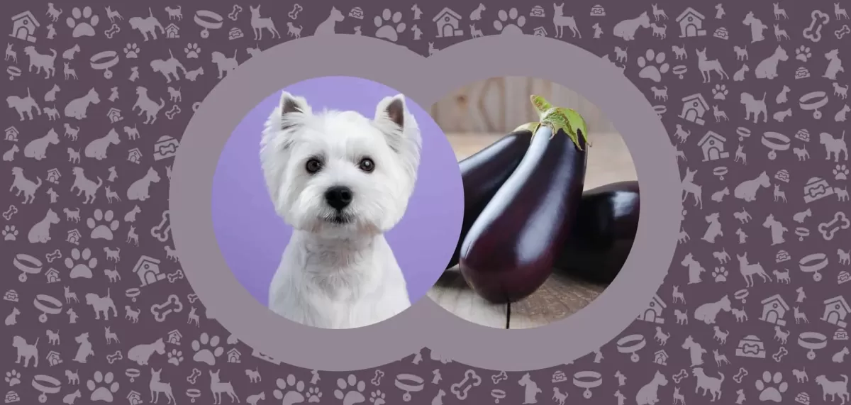 Can Dogs Eat Eggplant? Is It Safe for Them? - Pawut