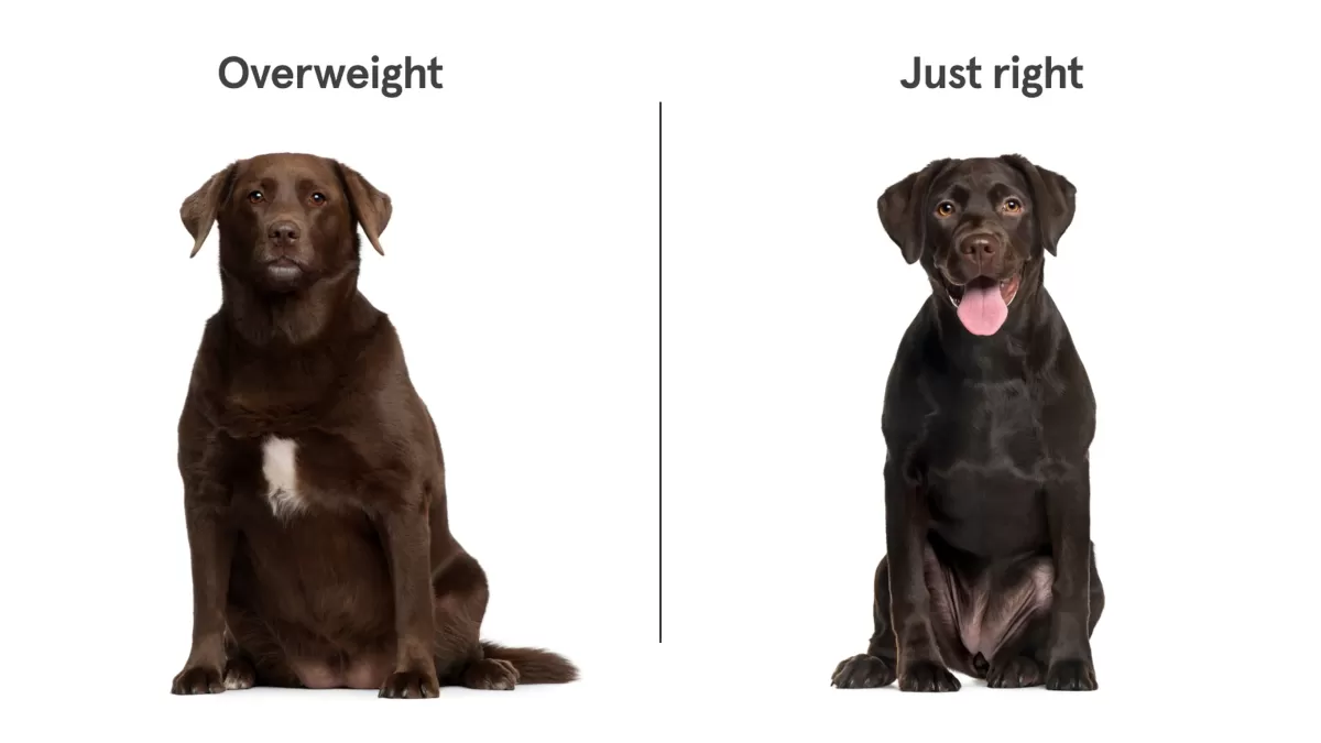 7 breeds most prone to being obese and what overweight dogs look like |  Napo Pet Insurance