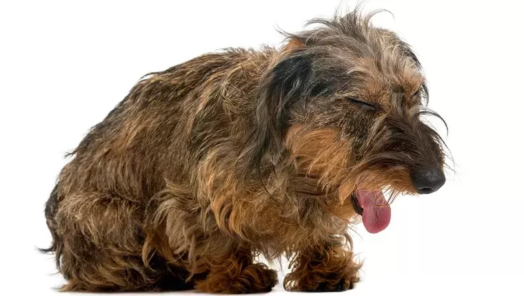 Bronchitis/ Pneumonia in Dogs