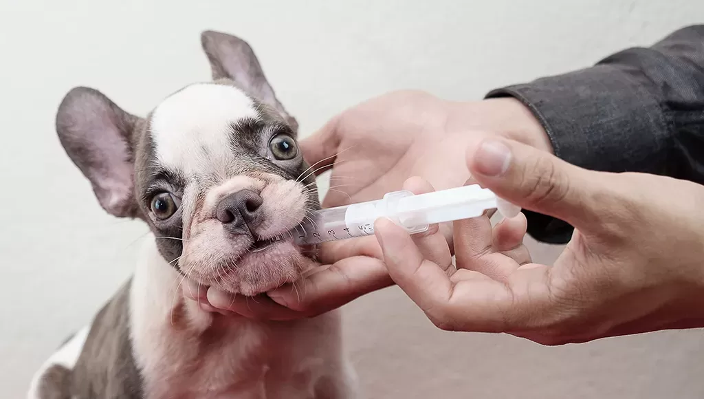 Neomycin Sulfate for Dogs