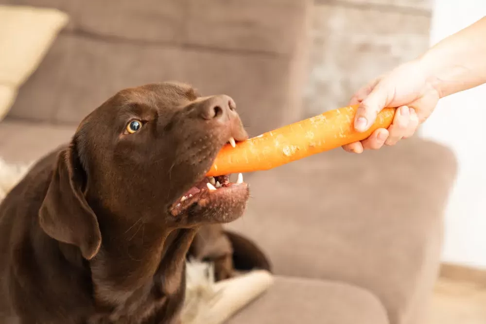 Can Dogs Eat Carrots?