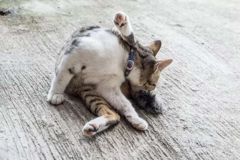 cat pulling hair out