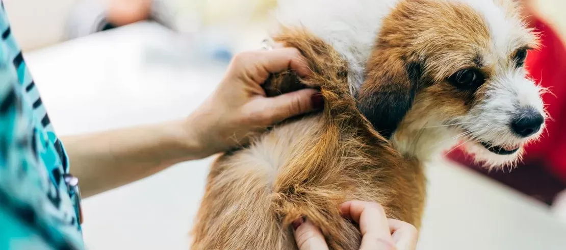 Can Dogs Get Lice from Humans