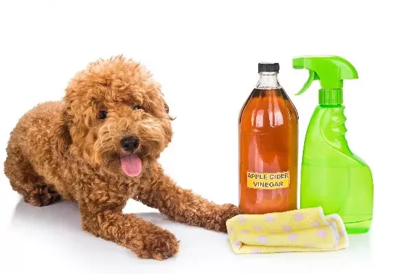 Apple Cider Vinegar for Dogs