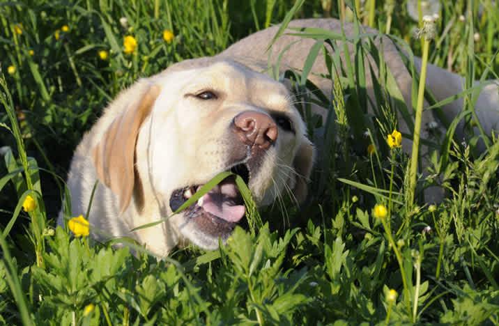 Dog Swallowing A Lot