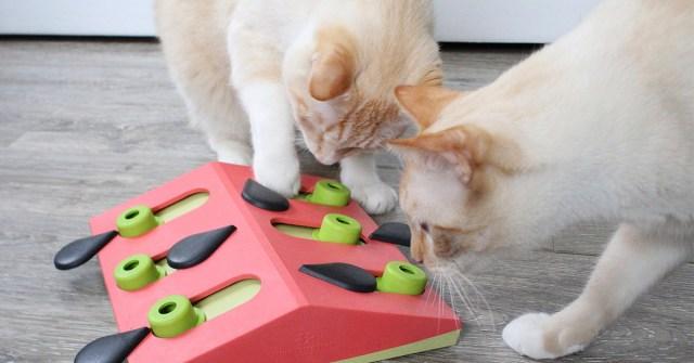 The 3 Best Cat Puzzle Toys & Interactive Cat Games