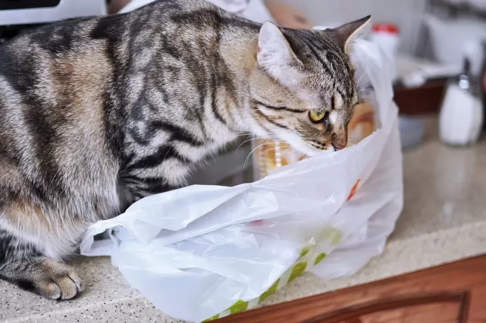 Why Do Cats Eat Plastic