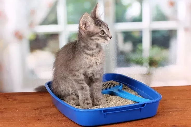 Cat Peeing Over the Edge of the Litter Box? Reasons & Solutions - Excited  Cats